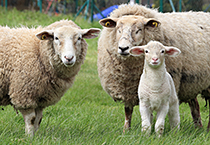 Schapen in de wei