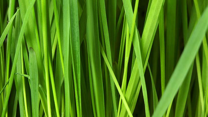 Grasvezels