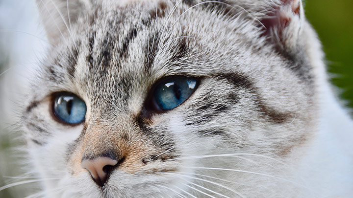 Les Animaux Declencheurs D Allergies Les Animaux Declencheurs D Allergies