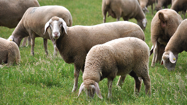 Merino schapen