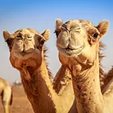 Ultralicht dekbed Cammello met kameelhaar Vulling