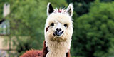 Alpacavlokken hoofdkussen Paco - pluizige, elastische vlokkenvulling Vulling