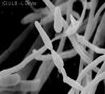 Alternaria-schimmel