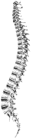 Wervelkolom