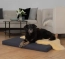 Parfaitement adapté à votre matelas pour chien « Matela » Parfaitement adapté à votre matelas pour chien « Matela »