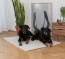 Afmeting 140x110 cm voor heel grote honden of als tweepersoonsbed voor kleinere rassen Afmeting 140x110 cm voor heel grote honden of als tweepersoonsbed voor kleinere rassen