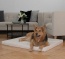 Op afmeting 100x80 cm voelen grote honden zich prettig Op afmeting 100x80 cm voelen grote honden zich prettig